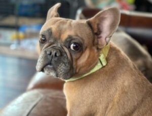 5 Best French Bulldog Breeders In Colorado! (Reviews ...