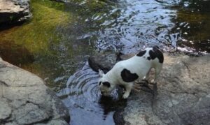 Black Oak French Bulldogs