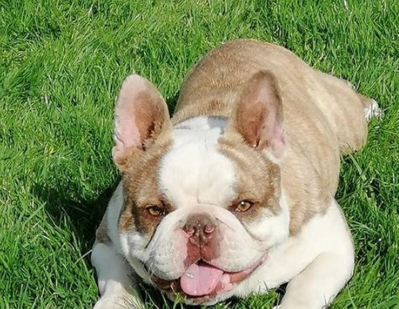 5 Best French Bulldog Breeders In Connecticut! (Reviews!) - Smiling ...