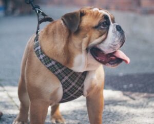 Olde English Bulldogge