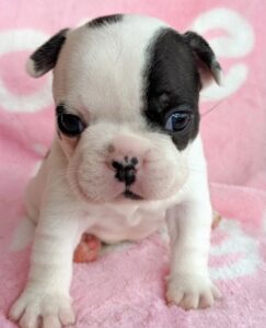 The French Bulldog colorado