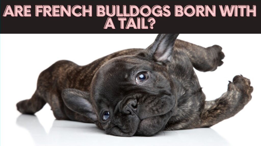 Are French Bulldogs Born With A Tail? - Smiling Bulldogs