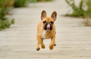 are french bulldogs born with a tail