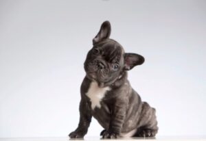 are french bulldogs born with a tail