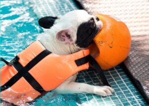 french bulldog swimming vest