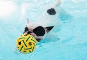 my french bulldog can swim