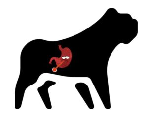 french bulldog upset stomach