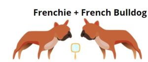 frenchie vs french bulldog