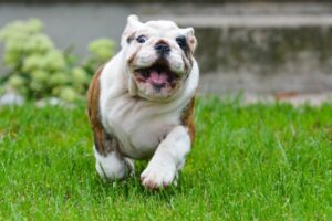 French Bulldog Vs. English Bulldog: What's The Difference ...