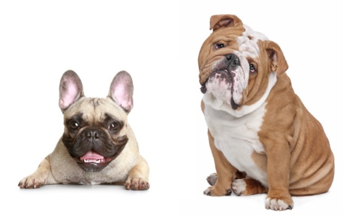French Bulldog Vs. English Bulldog: What's The Difference? - Smiling ...