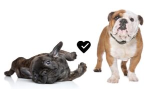 french bulldog vs english bulldog