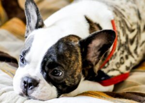 breeder vs shelter french bulldog