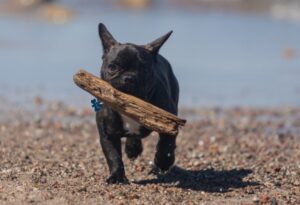 french bulldog breeder advantages