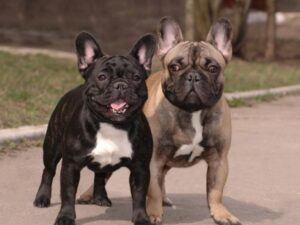 french bulldog breeder disadvantages