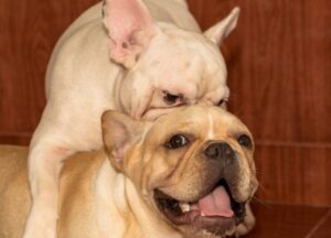 french bulldog shelter advantages