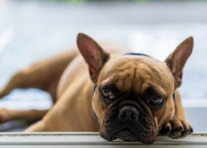 french bulldog shelter disadvantages