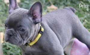 5 Best French Bulldog Breeders In Colorado Reviews Smiling Bulldogs