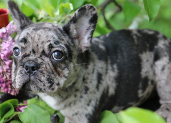 5 Best French Bulldog Breeders In Connecticut! (Reviews