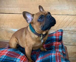 french bulldogs of connecticut