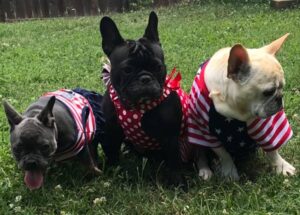 hog wild frenchies