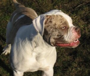 Alapaha Blue Blood Bulldog