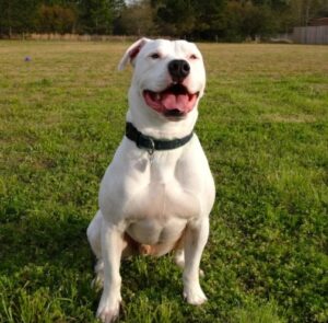 American Bulldog