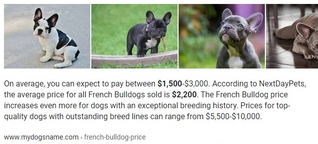 How To Find Cheap French Bulldog Puppies Under 500 In