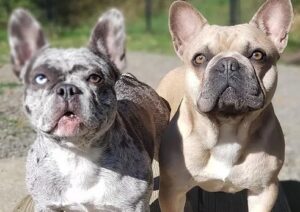 Hillside Frenchies