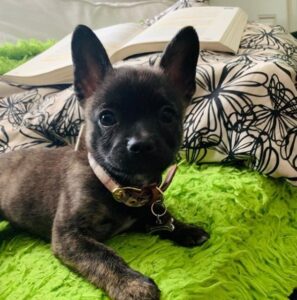 french bulldog mixed with pomeranian