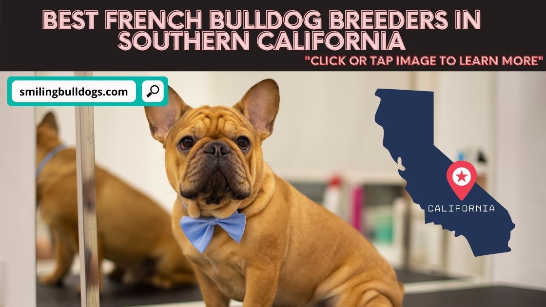french bulldog breeders in souther california