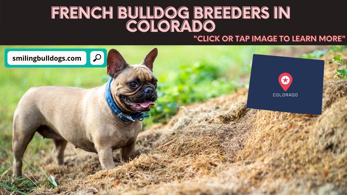 french bulldog breeders in colorado
