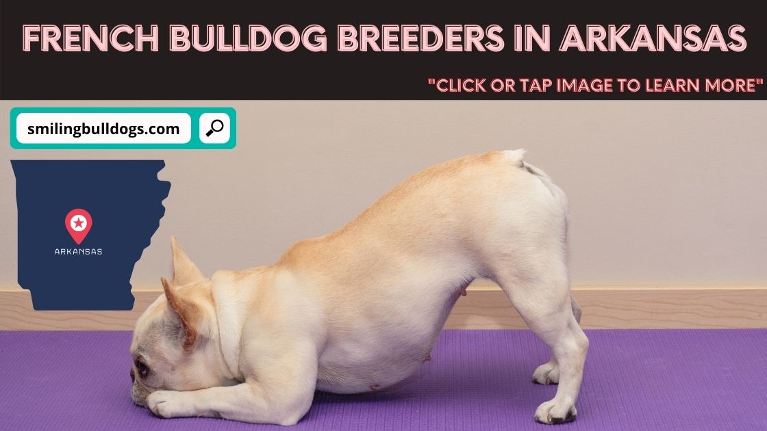 5 Best French Bulldog Breeders In Arkansas! (Reviews!)