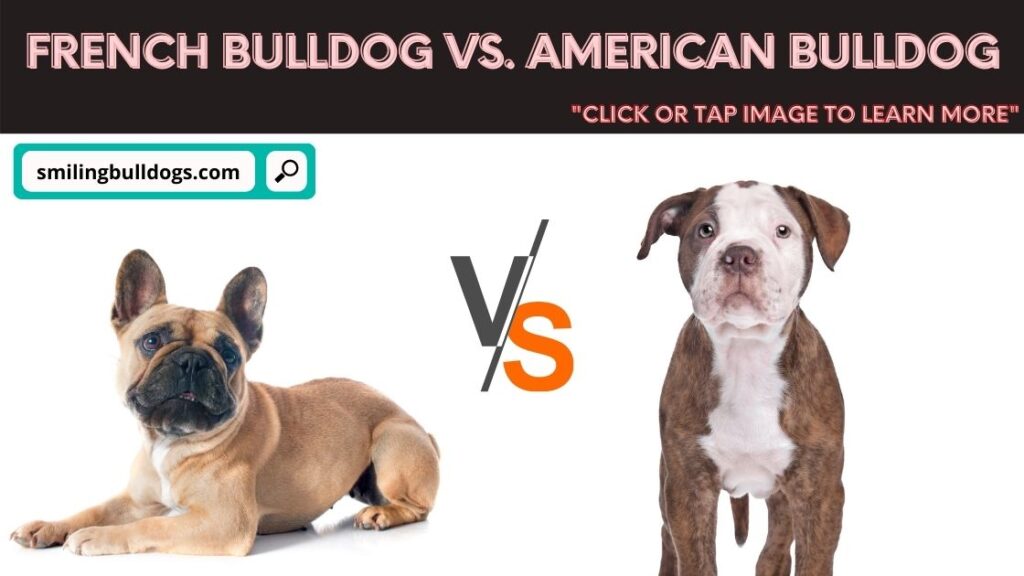 French Bulldog Vs. American Bulldog: What's The Difference ...