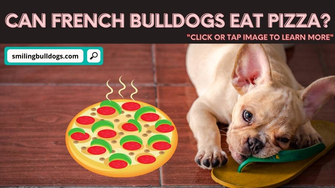 can french bulldogs eat pizza