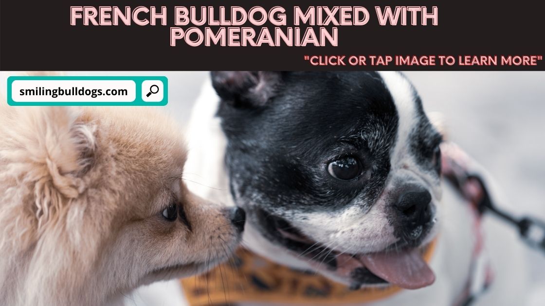 french bulldog mixed with pomeranian