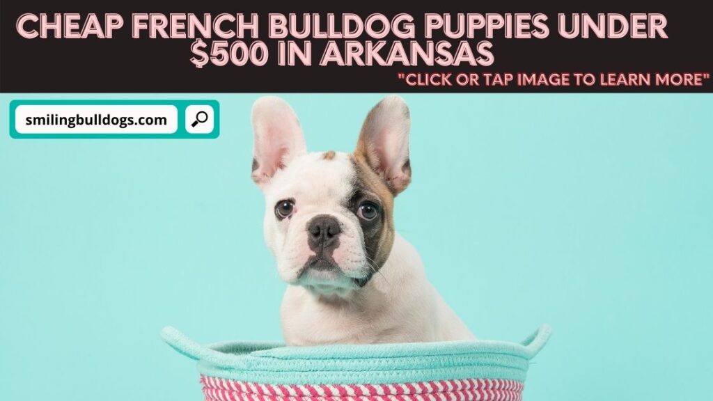 How To Find Cheap French Bulldog Puppies Under 500 In