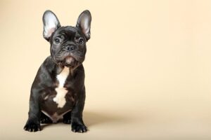 Wild Blue French Bulldogs Review