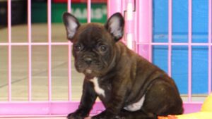 Enfant Parfait French Bulldogs