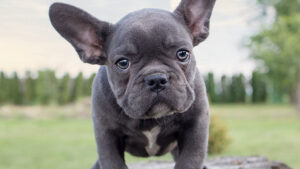 Majestic Blue French Bulldogs