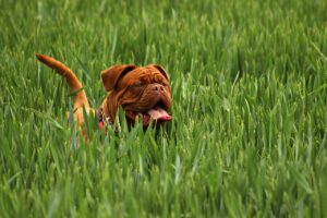 French Bulldog Breeders in New York