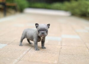 Majestic Blue French Bulldogs