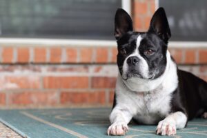 Affinity French Bulldogs