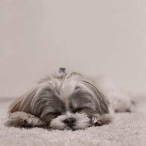 French Bulldog Mixed With Shih Tzu