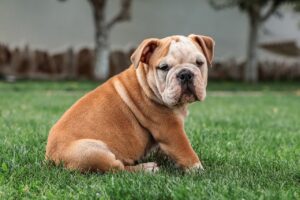 American Bulldog Dog Breed Info