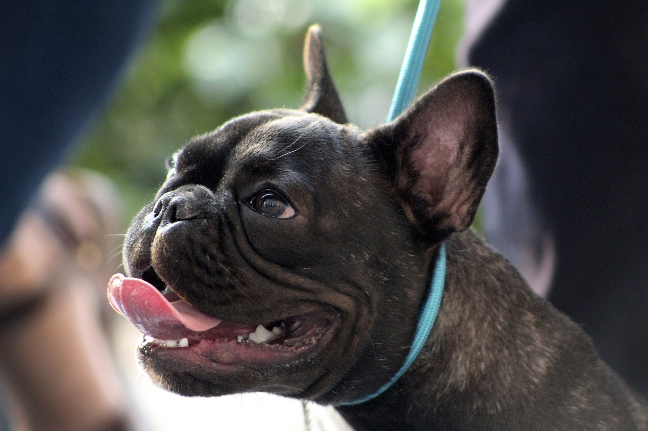 Affinity French Bulldogs Review + Breeder Info (2021) - Smiling Bulldogs