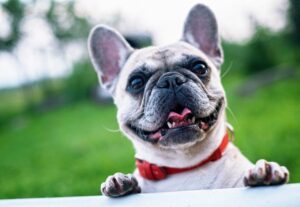 Coronado Crown French Bulldog Review