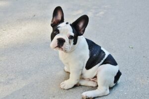 Distinctive French Bulldogs Review