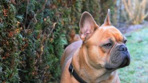 French Bulldog Breeders in New York