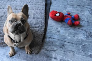 French Bulldog Breeders in New York