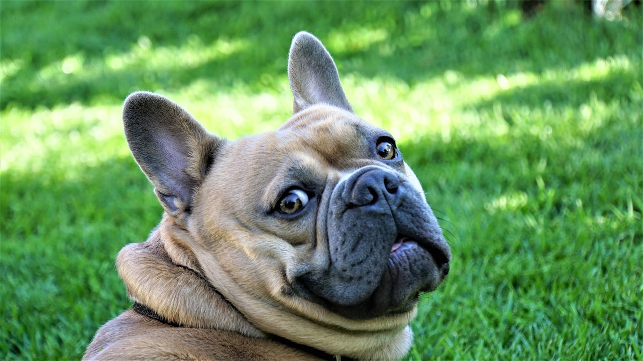 29 French Bulldog Shed A Lot Pic Bleumoonproductions